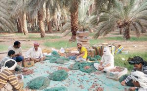 جمع التمور من النخل